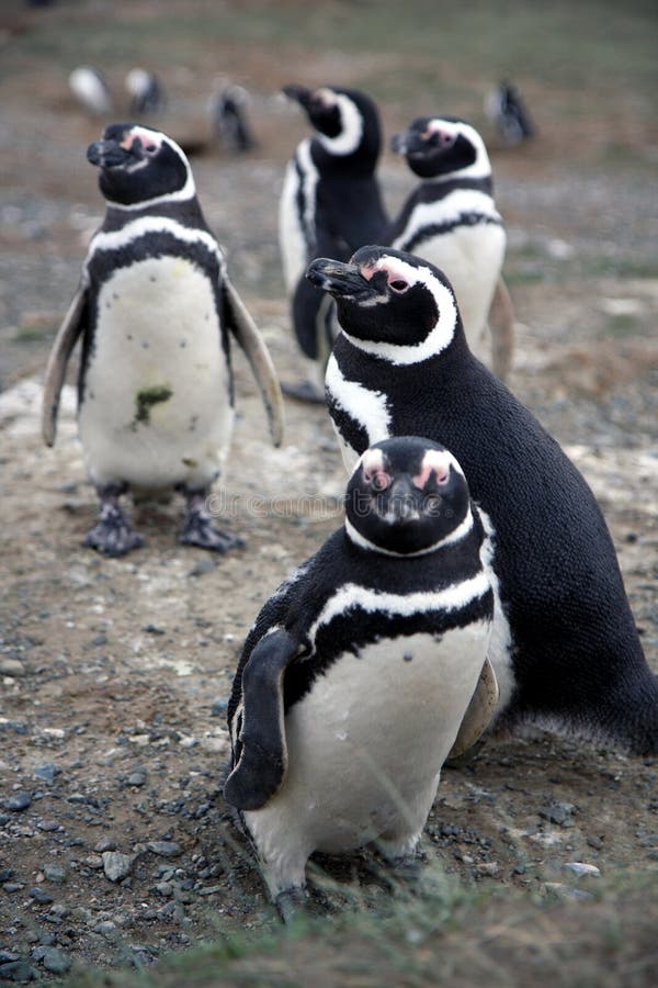 Magellan penguins on an island