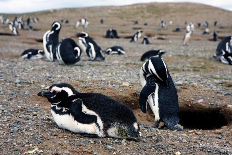 Magellan penguins on an island