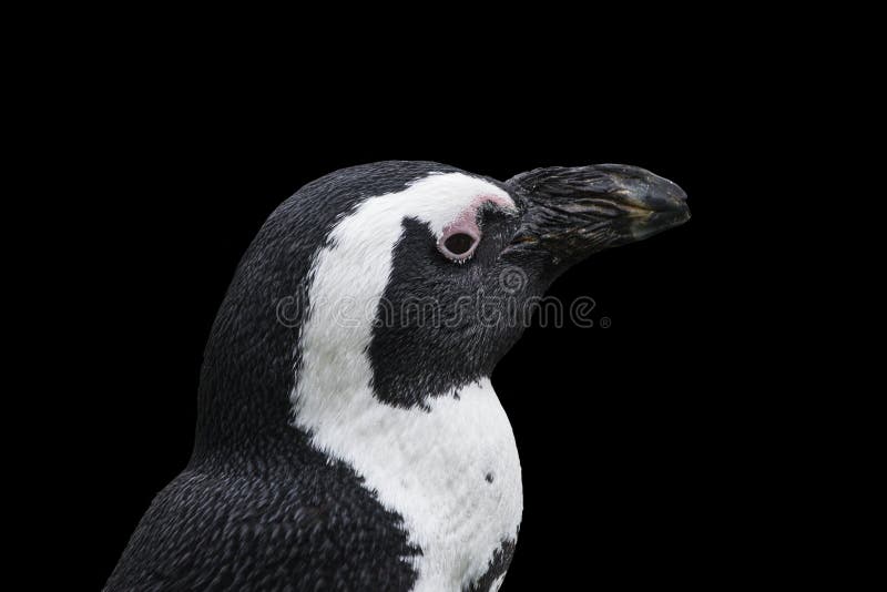 Magellan pingwiny są grupą nadwodni, flightless ptaki żyje prawie wyłącznie, obraz stock Magellan pingwiny są grupą nadwodni, flightless ptaki żyje prawie wyłącznie, obraz stock