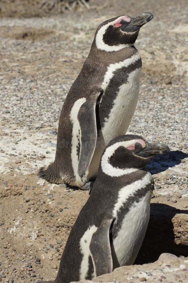 Magellanic Penguin, Punta Tombo, Argentina