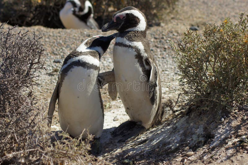 Magellanic Penguin, Punta Tombo, Argentina