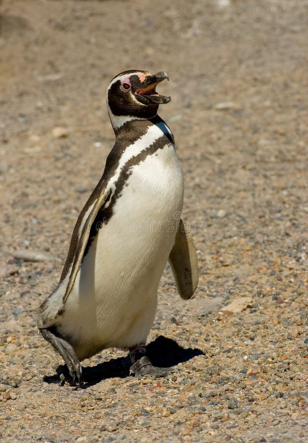 Magellanic penguin in Punta Tombo, Patagonia.