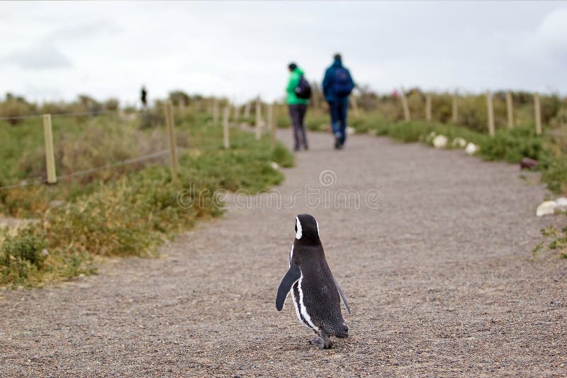 The Magellanic penguin Spheniscus magellanicus at Punta Tombo in the Atlantic Ocean, Patagonia, Argentina