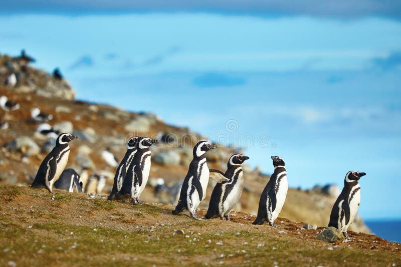 Magellanic penguins in natural environment