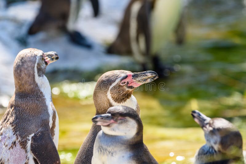 Magellanic Penguins in South America Stock Image - Image of cute