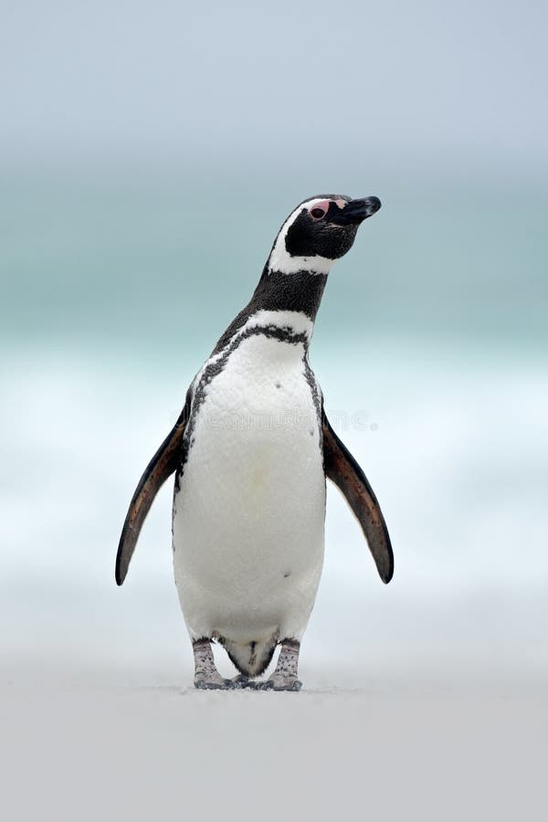 Magellanic penguin, Spheniscus magellanicus, on the white sand beach, ocean wave in the background, Falkland Islands, Antartica. Magellanic penguin, Spheniscus magellanicus, on the white sand beach, ocean wave in the background, Falkland Islands, Antartica