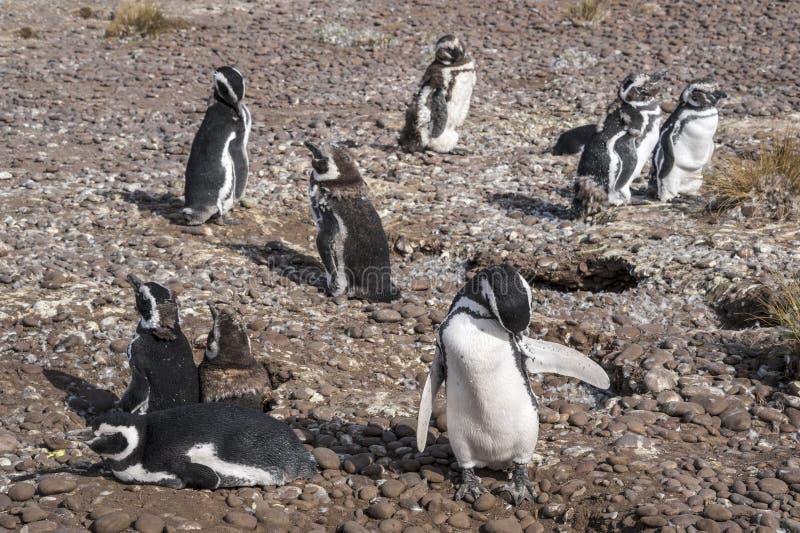 Magellanic-Pinguine, früher Morgen bei Punto Tombo lizenzfreie stockbilder Magellanic-Pinguine, früher Morgen bei Punto Tombo lizenzfreie stockbilder