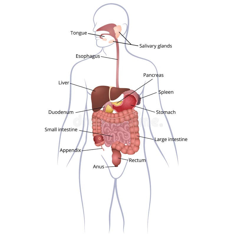 Magen Darm Trakt Organe Vektor Abbildung Illustration Von Organe