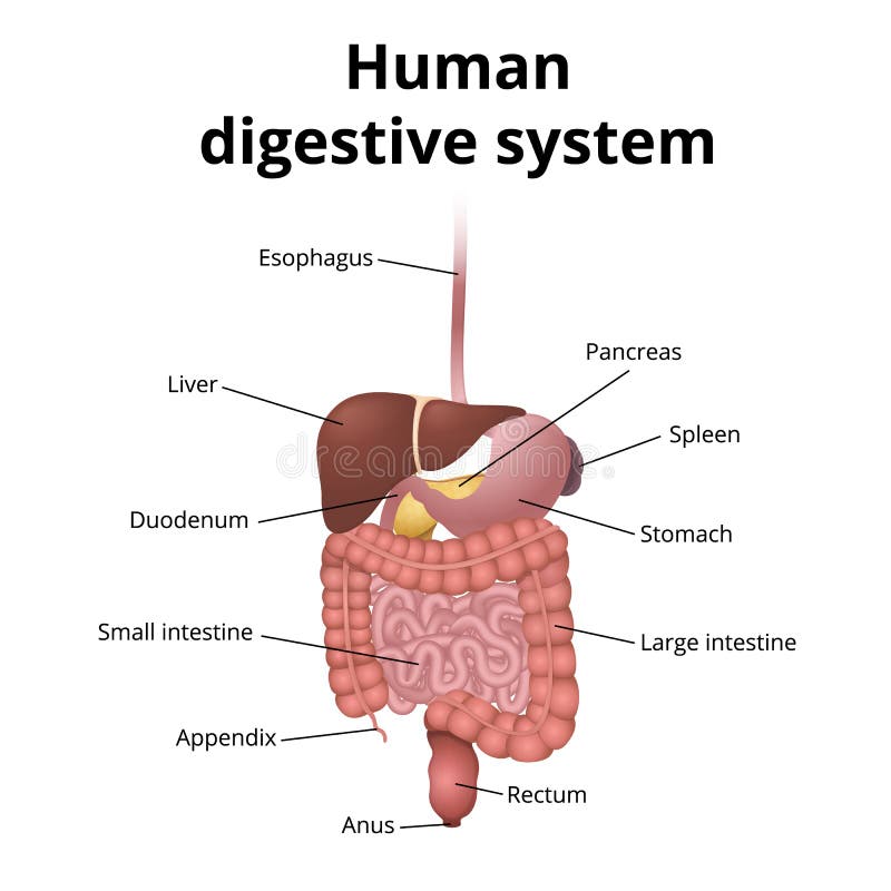 Magen Darm Trakt Organe Vektor Abbildung Illustration Von Organe