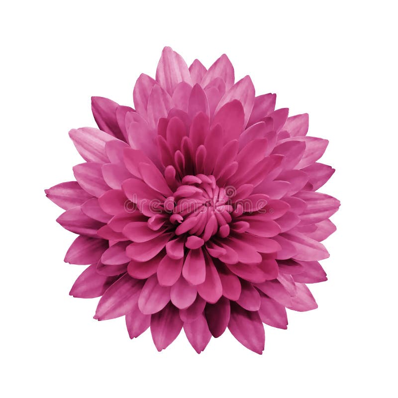 Magenta bloemdahlia op een wit geïsoleerde achtergrond met het knippen van weg close-up royalty-vrije stock foto's Magenta bloemdahlia op een wit geïsoleerde achtergrond met het knippen van weg close-up royalty-vrije stock foto's