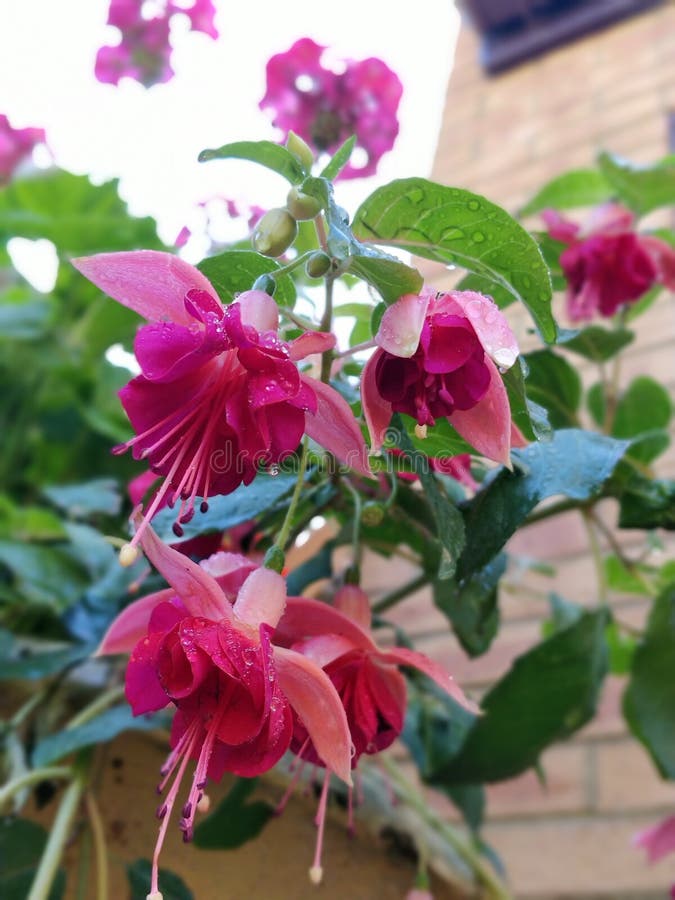 Magenta Fuschia Flowers Stock Photo Image Of Garden 172113876