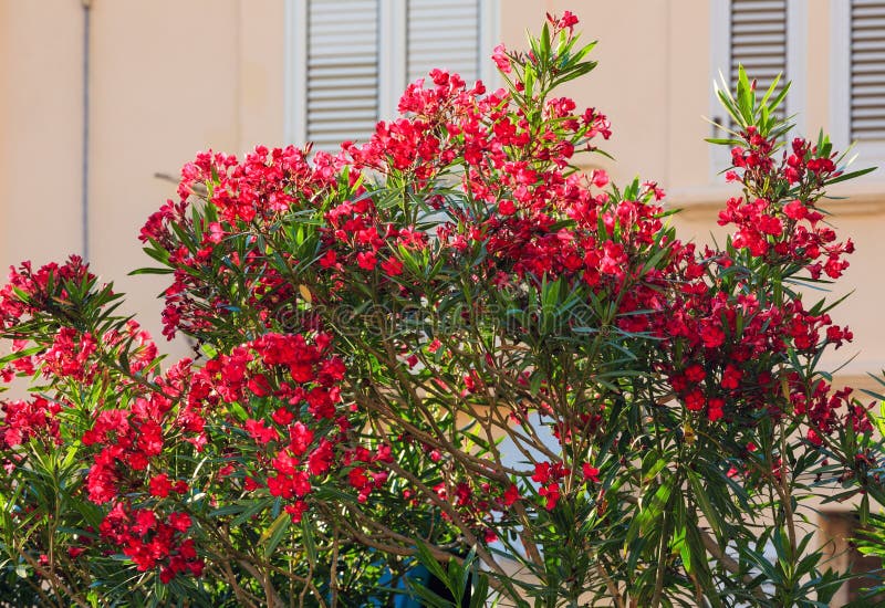 Magenta Nerium Oleander blossoming bush