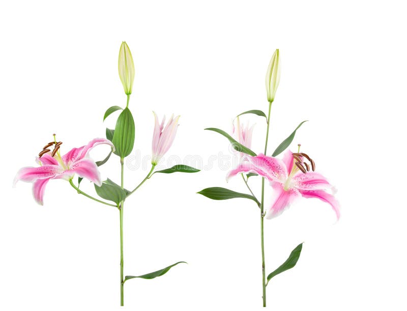 Close up of 2 fresh cut stems of pink Oriental Stargazer Lilies with fully and partially open blooms and tight buds, isolated on white. Close up of 2 fresh cut stems of pink Oriental Stargazer Lilies with fully and partially open blooms and tight buds, isolated on white
