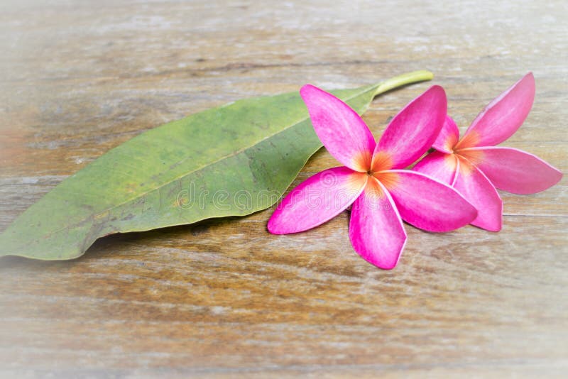 Magenta plumaria on vintage wood background.