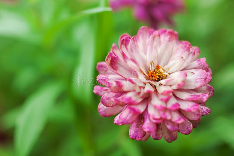 Magenta white zinnia