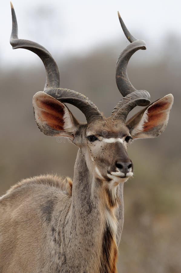 Maggior Kudu (strepsiceros del Tragelaphus) immagini stock libere da diritti Maggior Kudu (strepsiceros del Tragelaphus) immagini stock libere da diritti