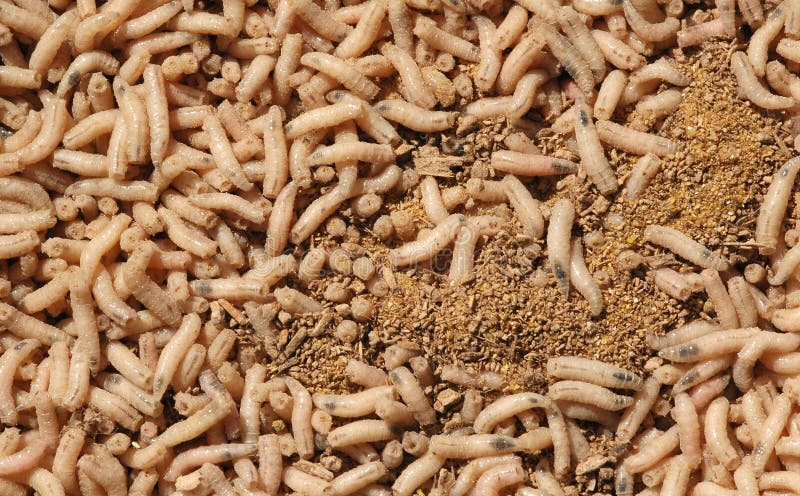 Maggot background stock images Maggot background stock images