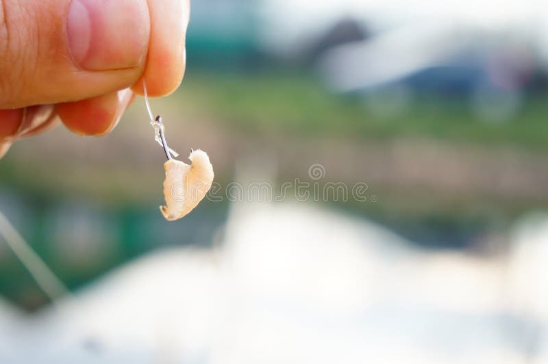 Maggot hooked on a fishing hook royalty free stock photo Maggot hooked on a fishing hook royalty free stock photo