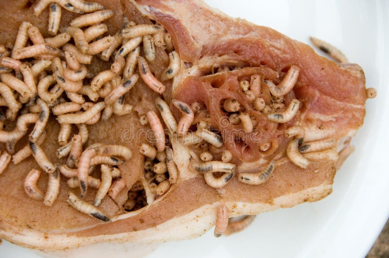 maggots in food