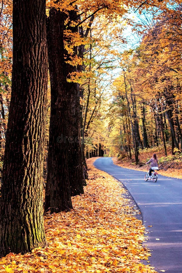 Magia bela paisagem de outono com troncos de árvores à luz do sol, menina numa bicicleta e folhas amarelas ao longo da estrada em fotos de stock Magia bela paisagem de outono com troncos de árvores à luz do sol, menina numa bicicleta e folhas amarelas ao longo da estrada em fotos de stock