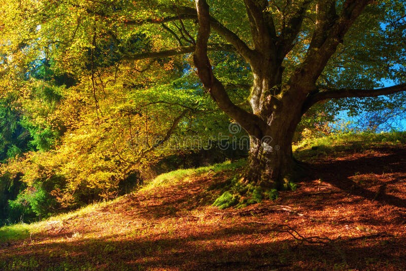 Magic autumn landscape with colorful fallen leaves, old tree in the golden forest (harmony, relaxation - concept)