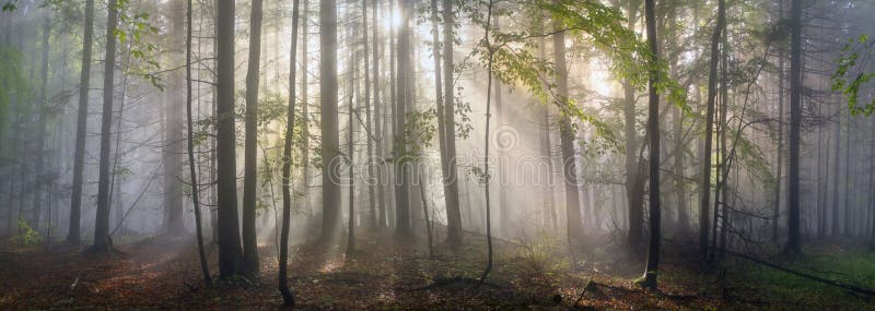 Bësch Op sonnenopgang Gefëllt sanft strahlen Vun sonn An moien niwwel.