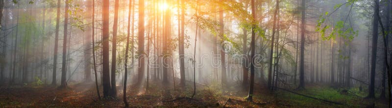 Magia Carpathian forest, all'alba, è riempita di dolci raggi del sole in una mattina nebbiosa di foschia.