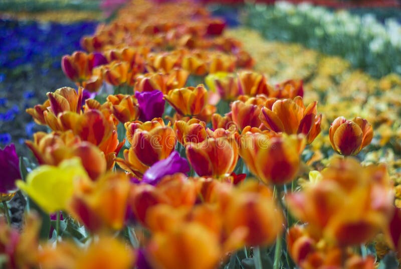 Magic floral landscape, picturesque garden with orange tulips in spring defokus in the foreground and background. Magic floral landscape, picturesque garden with orange tulips in spring defokus in the foreground and background.