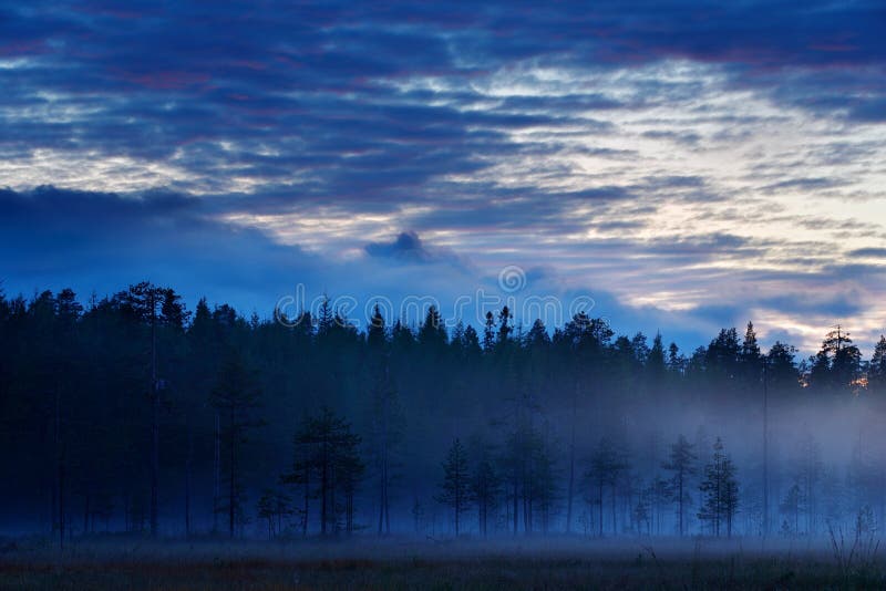 Magic foggy landscape, forest with fog after sunset. Fall landscape with pine. Wildlife nature in Finland. Blue sky with clouds. T