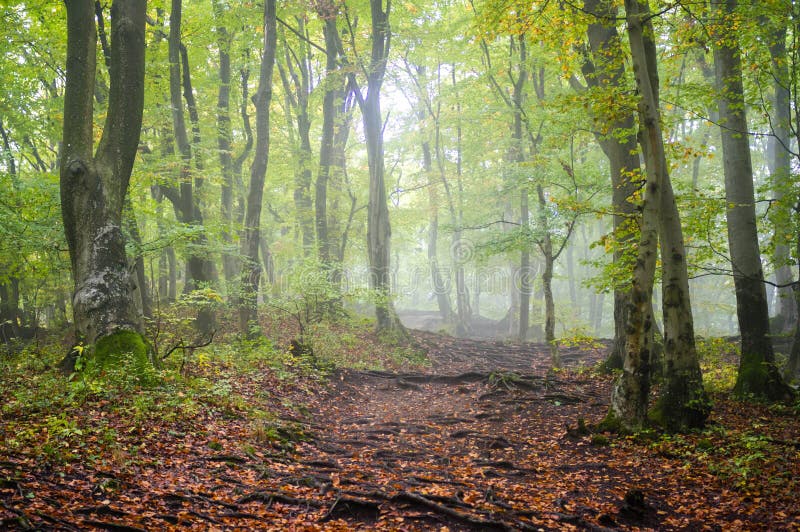 Čarovný les s jesennou hmlou, zelený strom, oranžové opadané lístie