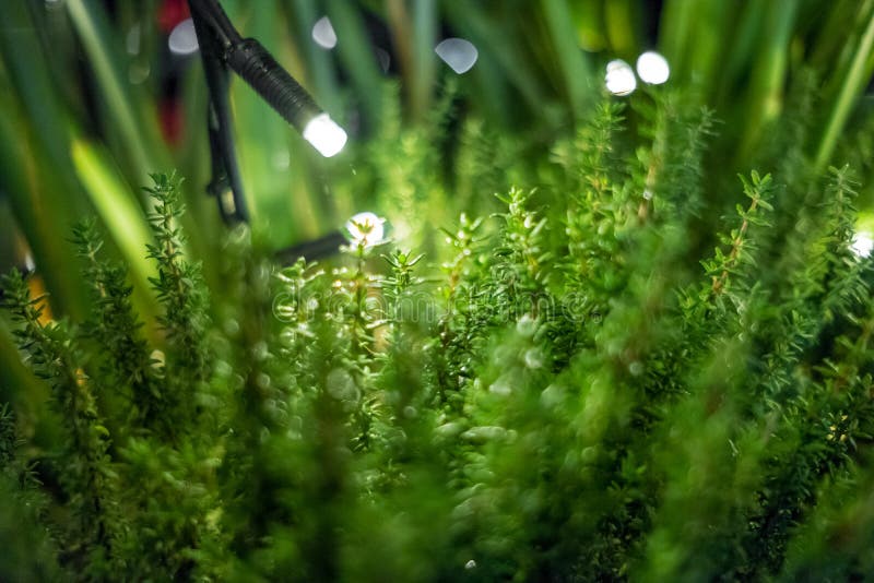 Magic Green Plant Background with Flashlights Stock Photo Image of