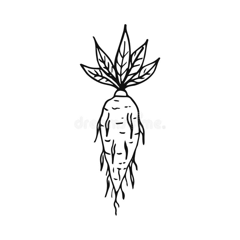 Vetor de Hand drawing mandrake. Black outline. Magic plant. Coloring page.  do Stock