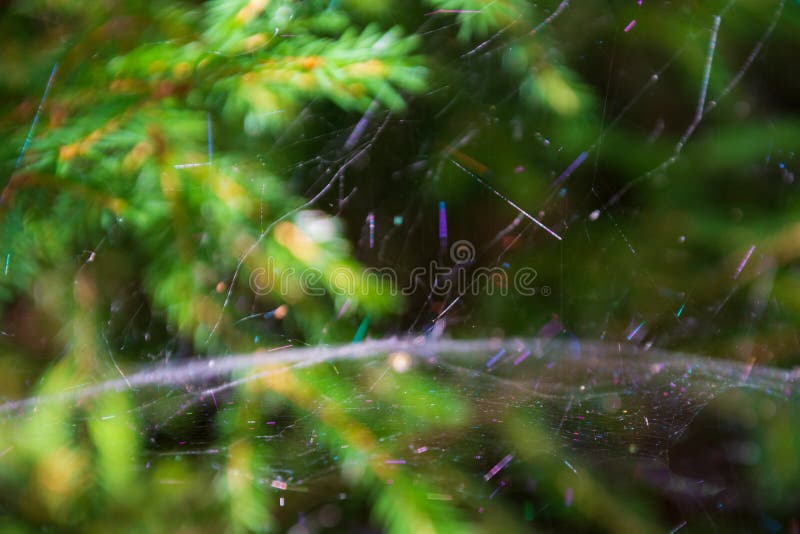 Magic multi-colored cobweb against the background of a coniferous forest. Copy space. Shallow depth of field. Background blurred royalty free stock photo