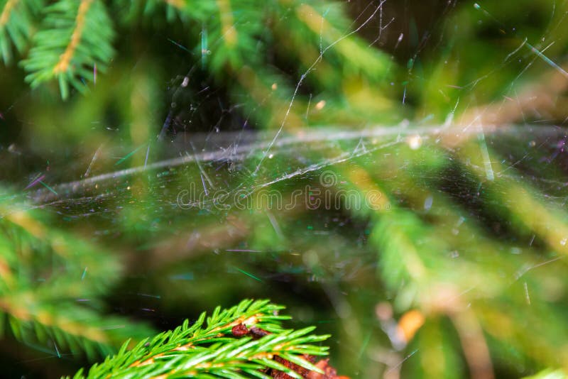 Magic multi-colored cobweb against the background of a coniferous forest. Copy space. Shallow depth of field. Background blurred.