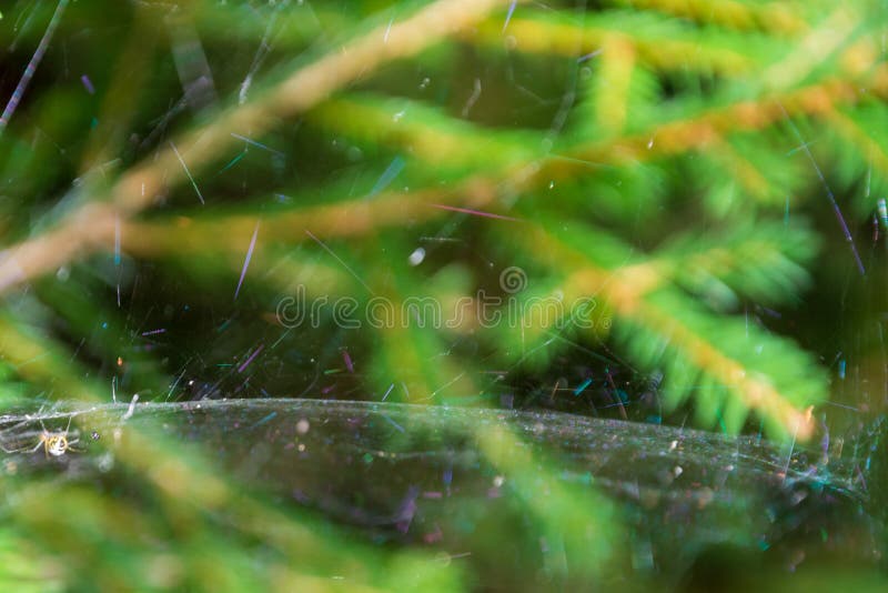 Magic multi-colored cobweb against the background of a coniferous forest. Copy space. Shallow depth of field. Background blurred stock images