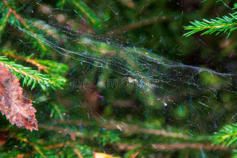 Magic multi-colored cobweb against the background of a coniferous forest. Copy space. Shallow depth of field. Background blurred royalty free stock image