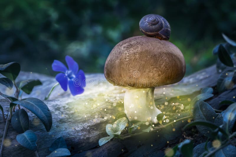 Mushroom Fantasy Shrooms  Free image on Pixabay  Pixabay