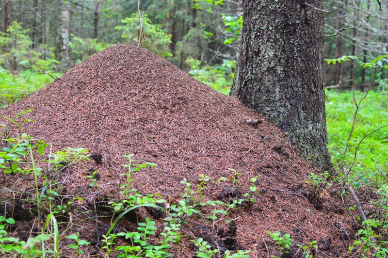 Huge ant hill in the forest. The big house for ants. Life of ants. stock photos Huge ant hill in the forest. The big house for ants. Life of ants. stock photos