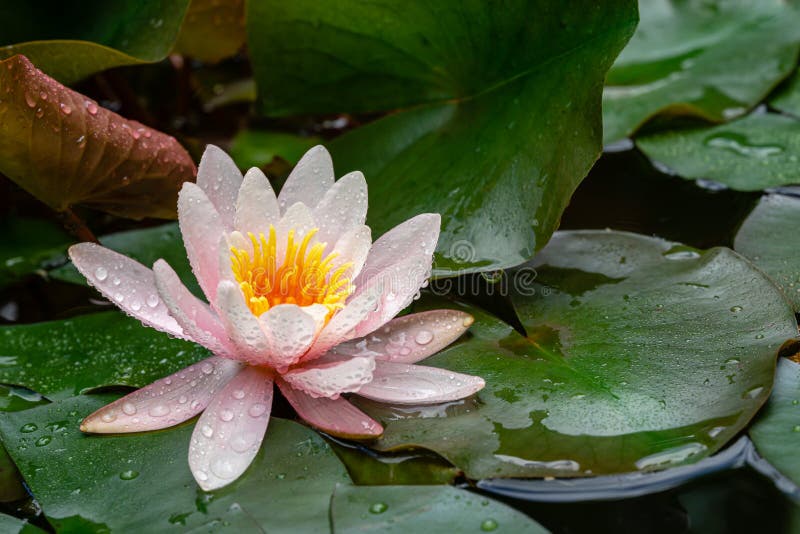 Magic pink beautiful water lily or lotus flower Marliacea Rosea in old pond. Petals of Nymphaea are covered with raindrops