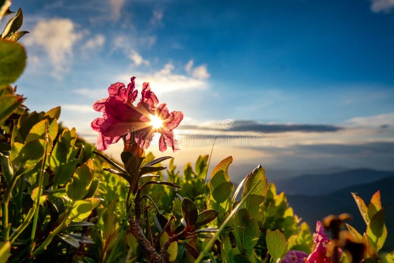 Magic Pink Rhododendron Flowers Close Up On Summer Carpathian Mountain