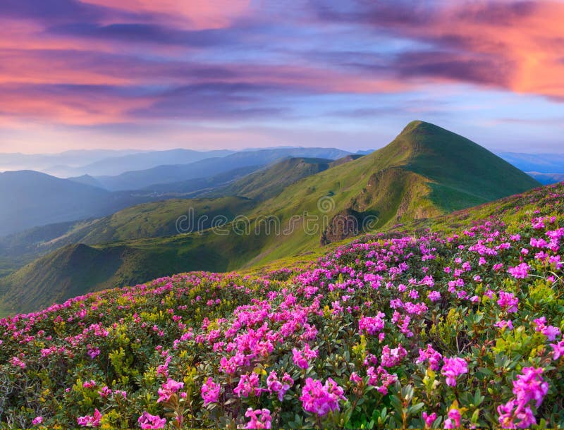 Magic pink rhododendron flowers in mountains