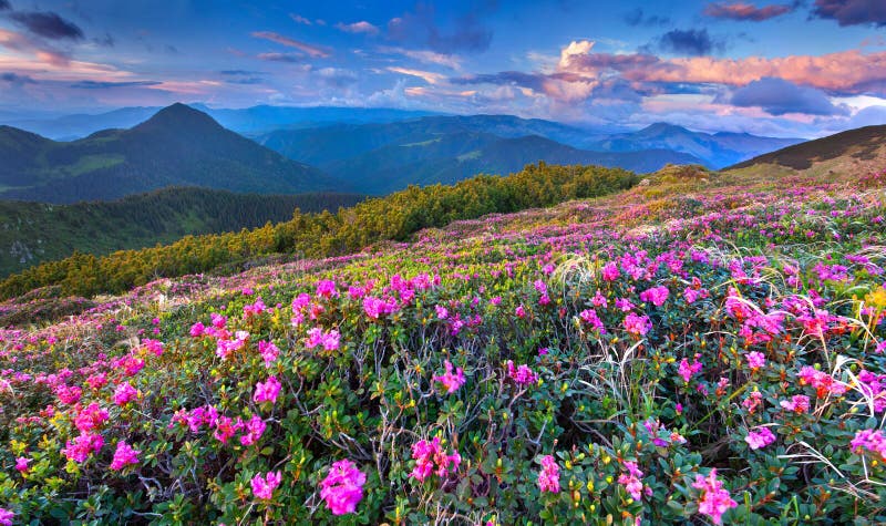 Magic Pink Rhododendron Flowers In Mountains Summer Sunrise Stock