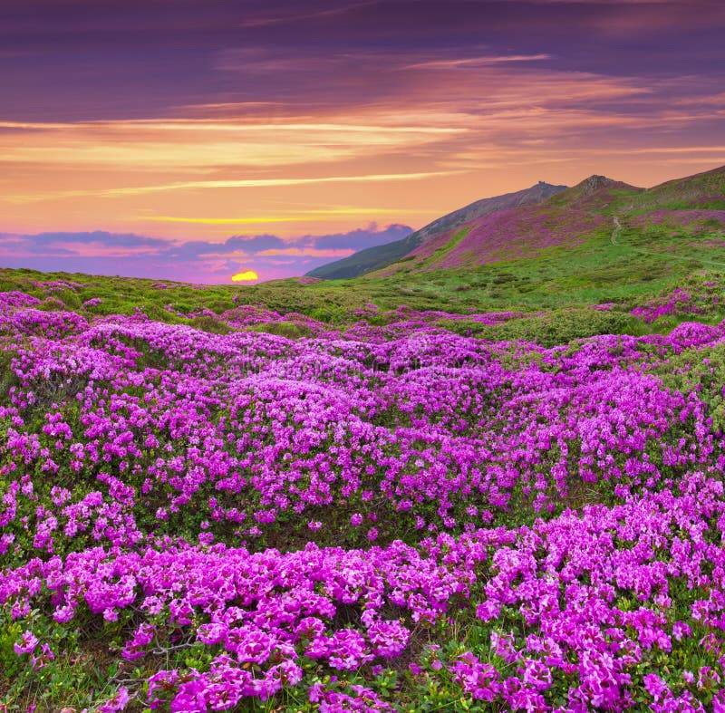 Magic Pink Rhododendron Flowers In The Mountains Stock Image Image