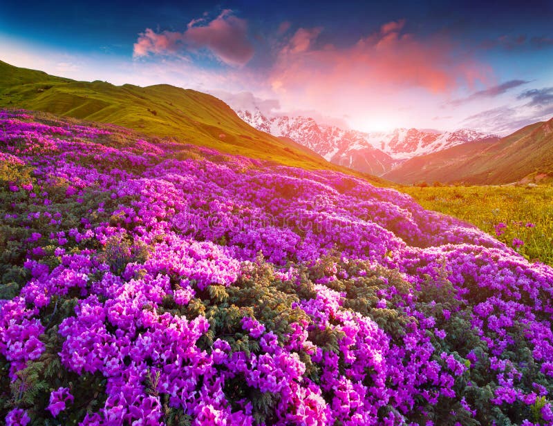 Magic pink rhododendron flowers in the mountains. Summer sunrise