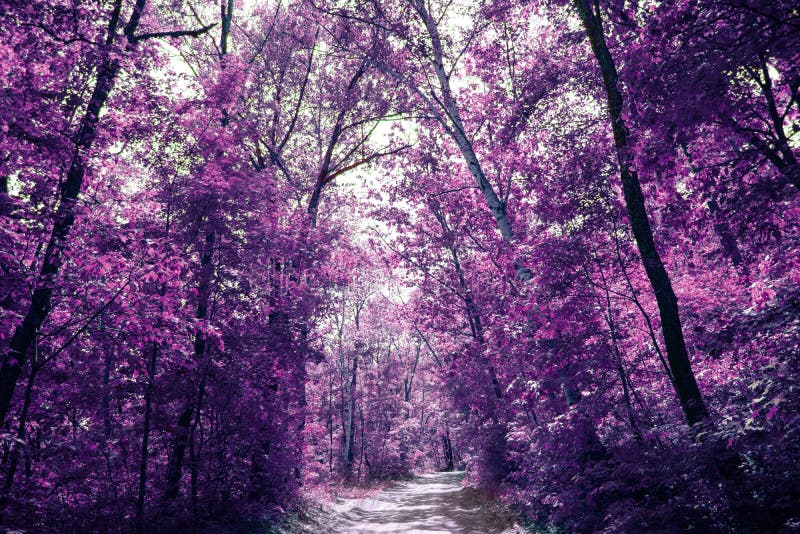 Magic Purple Forest, Covert in Mystical Lilac Colour Stock Photo ...