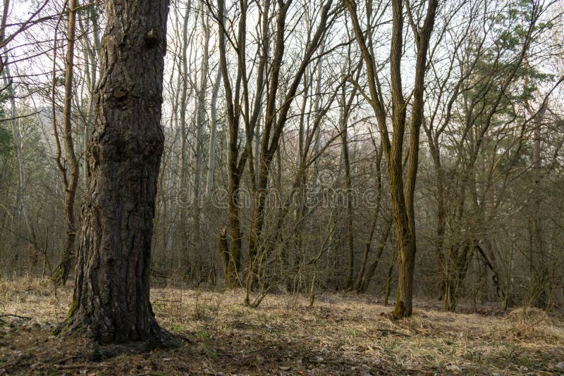 Magické stromy a cesty v lese během slunečného dne.