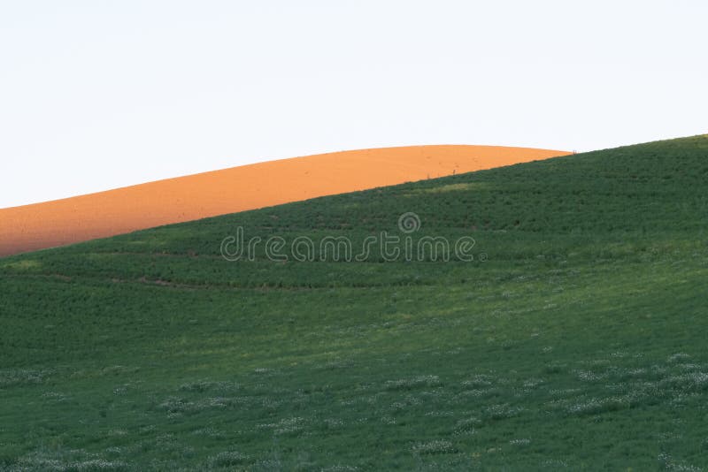 Magic Weizenbauernhoffelder im palouse Washington lizenzfreie stockbilder