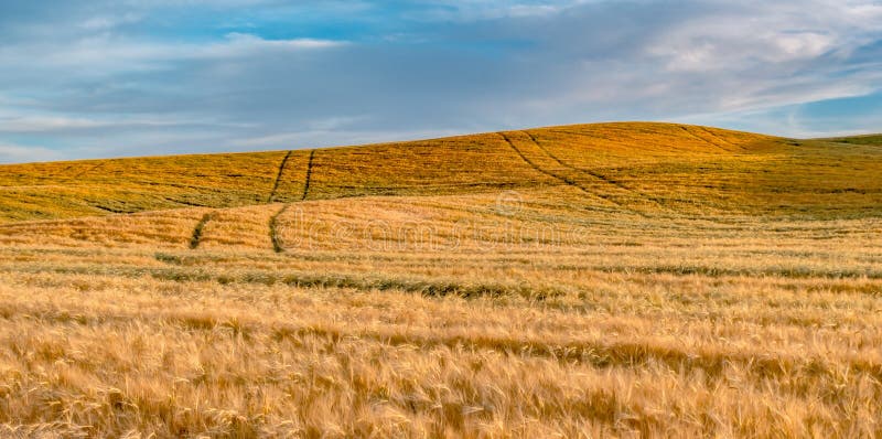 Magic Weizenbauernhoffelder im palouse Washington lizenzfreie stockfotografie
