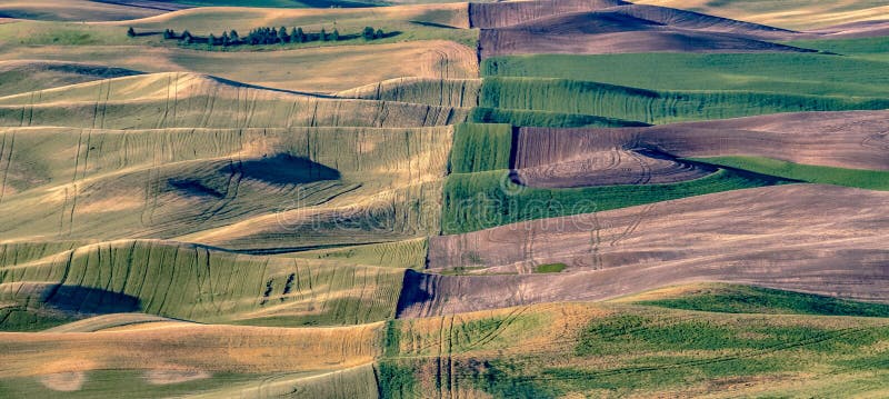 Magische Weizenfelder in Palouse, Washington stockfotos