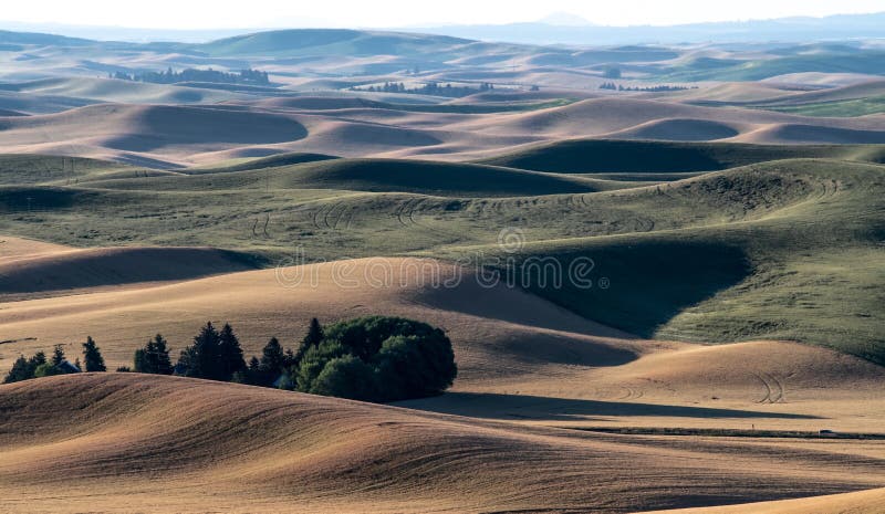 Magic Weizenbauernhoffelder im palouse Washington stockfotografie